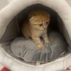 Scottish Fold Kitten - Bao