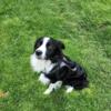 Border Collie male 1 1/2 yrs old fixed