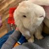 Beautiful Young Male French Lop