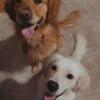I have 2 goldens looking for a home