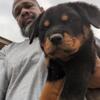 Rottweiler puppy available in Temple Texas 