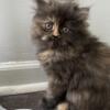 Persian kittens for sale(exotic breed)