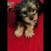 Yorkie Puppies for Sale $495 and up
