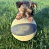 Yorkshire Terrier male puppy is AKC registered