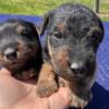 Jagdterrier Puppies For Sale, 4 Female & 2 Male
