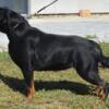 Rottweiler Imported Female