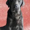 AKC Charcoal Labrador available for studding (not for sale)