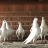 White wedding dove/pigeon