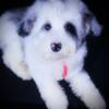 Mini Sheepadoodle Puppies for Adoption / Sale