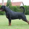 Top Import litter rottweilers