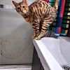 Bengal female available