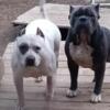 I have two American bullies looking for there forever homes for retirement