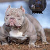 Best Exotic bully stud