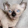 NewElite Dwelf kitten from Europe with excellent pedigree, male. Alva Oscar