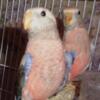 Rosey Bourke Parakeets Michigan Ready now
