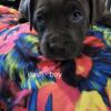 Adorable Pittbull puppies for sale -