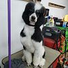 AKC phantom parti small standard poodle for STUD