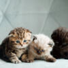 British Shorthair Kittens \ Scottish fold Kittens