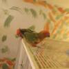 young sun conures for sale