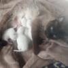 New litter of Siamese kittens born 2/14/24