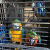 Proven Blue and Gold/Catalina Macaw Breeding Pair