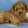Biscuit Male Cavapoo