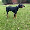 AKC Doberman for Stud Services ONLY