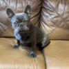 Lilac Brindle Fluffy Gene Carrier Stud Available