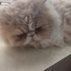 Exotic face Persian. Male. Neutered.