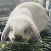 Pure bred Holland lop adorable named Bubbles