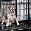 Two Tri Merle Frenchies Available