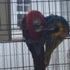 Macaws / severe macaws / red front macaws /