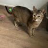 Chausie female cat rehome
