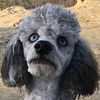 For BreedingPROVEN MERLE MINIATURE POODLE BLUE EYES NATURAL TIE/BREED/STUD ONLY