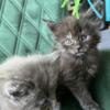 Maine coon kittens pure bred, registered