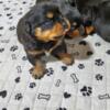 Rottweilers ready June 15