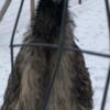 Emus male & female breeding pair