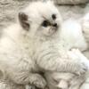 Purrdoll - female Persian Ragdoll kittens