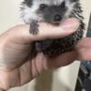 Baby Hedgehogs Neenah Wisconsin!