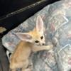 Fennec Fox Kit (Male and Female Available)
