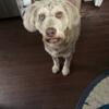 Husky poodle mix about 4 yrs old great with kids but not other animals.