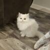 Beautiful White Female Persian Kitten