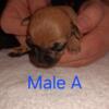 Chihuahua puppies now available