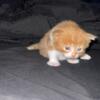 Persian Ragdoll Mix Kittens