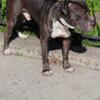 Working American bully open to stud