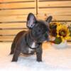 French Bulldog looking for a lovely home