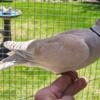 Male Crested Ringneck Dove