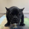 Black trundle male frenchie