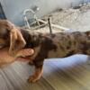 Miniature Dachshund Dapple puppies available