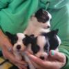 5 week old papillons